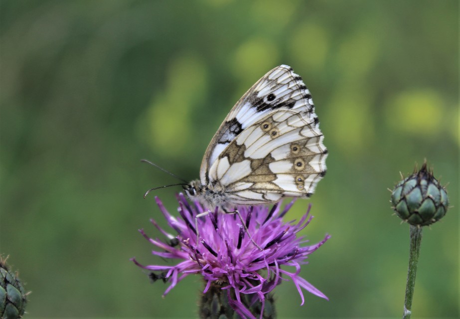 Melanargia galathea - sakktáblalepke