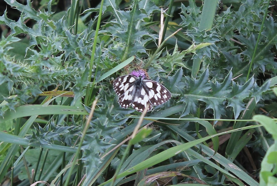 Melanargia galathea - sakktáblalepke