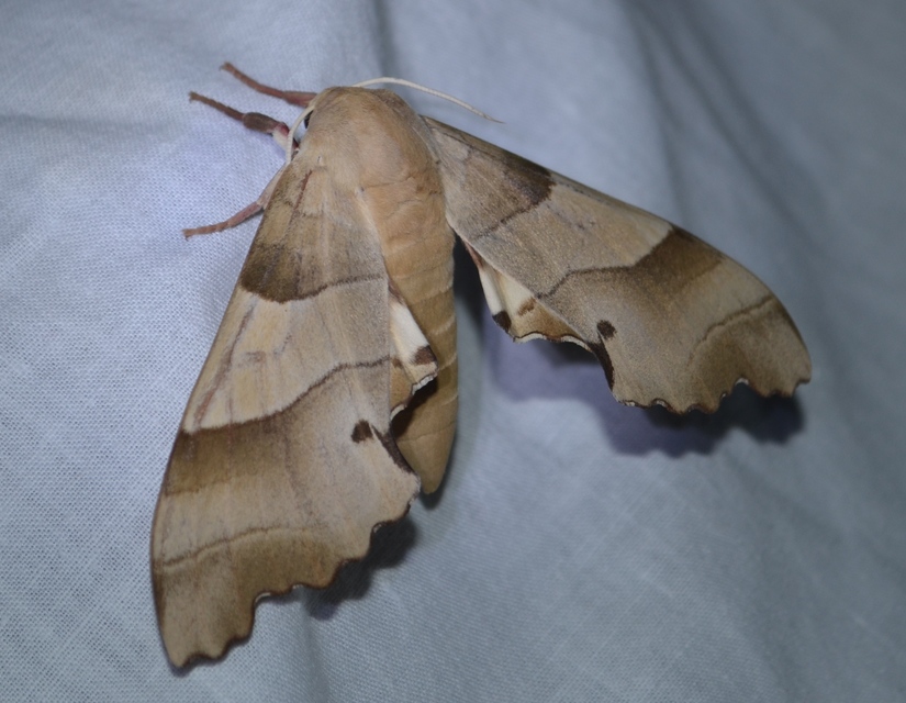 Marumba quercus - tölgyfaszender
