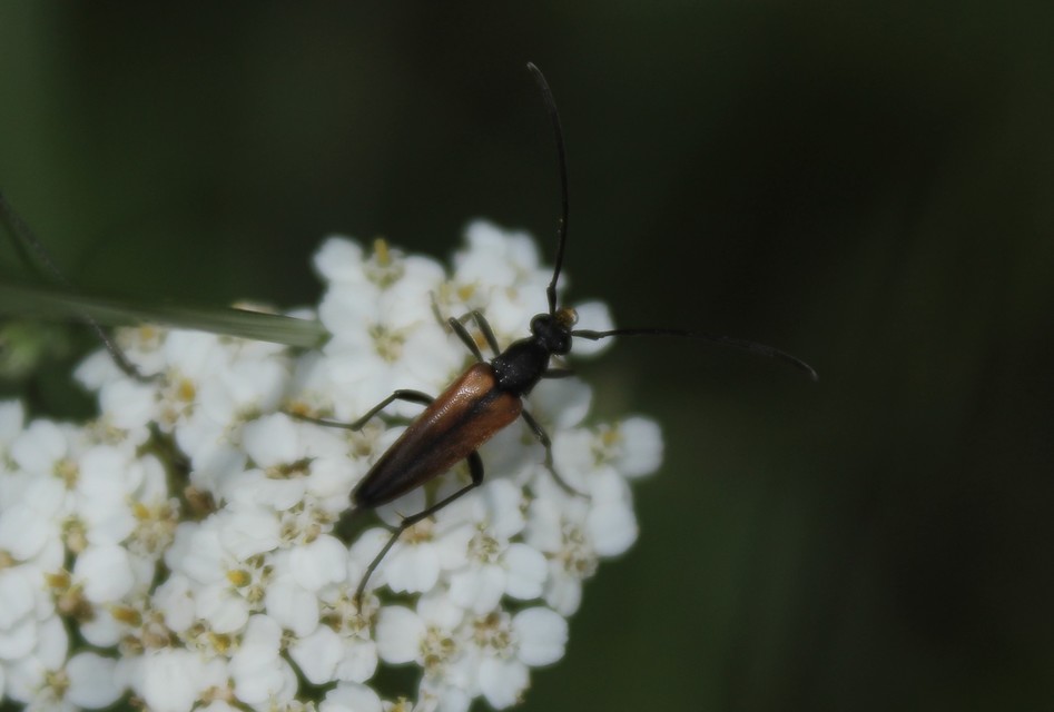 Stenurella
