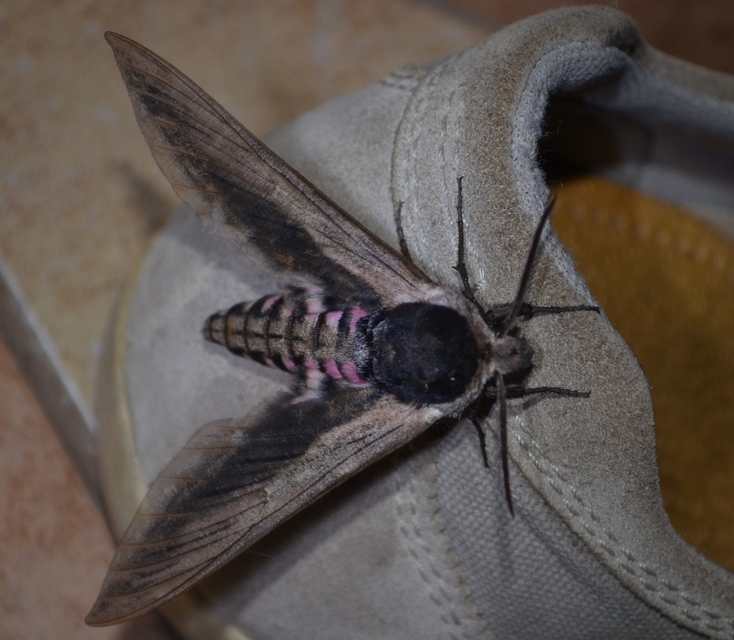 Sphinx ligustri - fagyalszender
