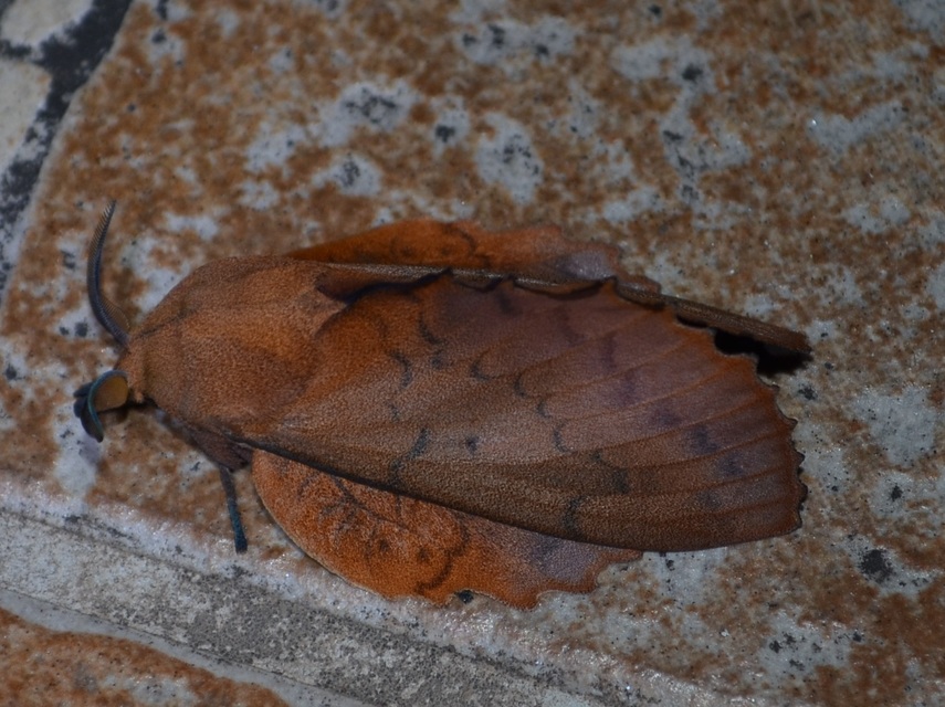 Gastropacha quercifolia - tölgylevélpohók