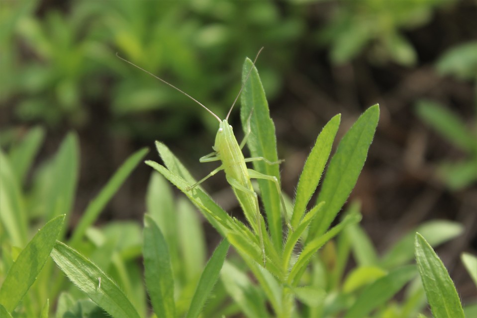 Ruspolia nitidula - nagy kúpfejűszöcske
