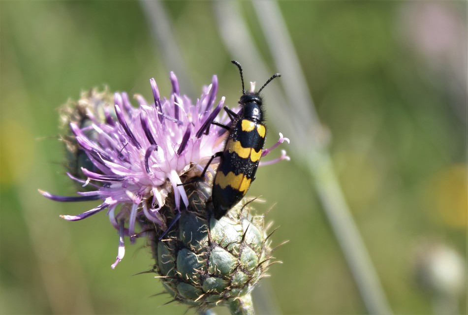 Mylabris variabilis - szalagos hólyaghúzó Mylabris variabilis - szalagos hólyaghúzó