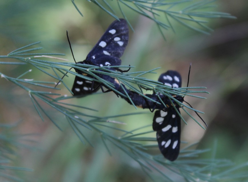 Amata phegea - fehérpettyes álcsüngőlepke