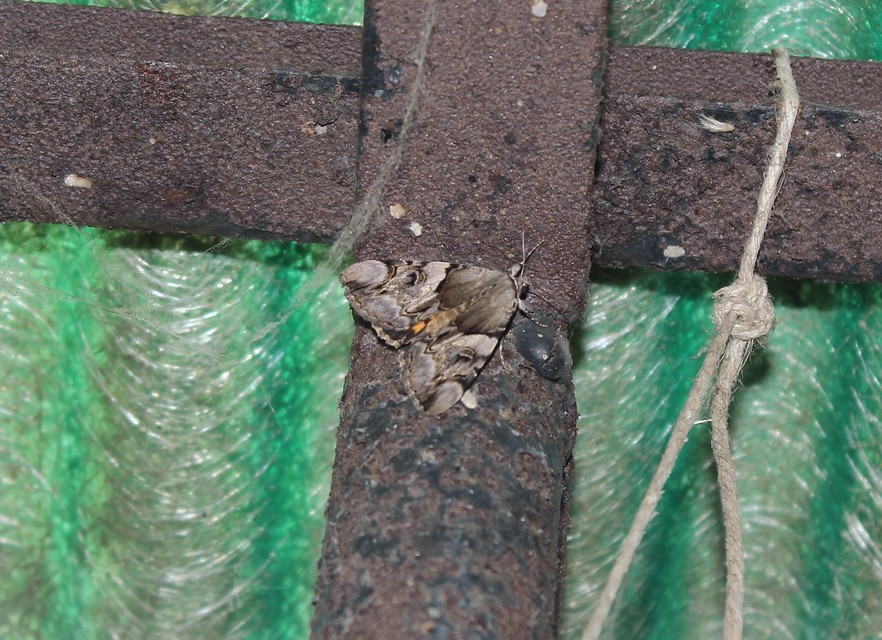 Catocala fulminea - galagonya-övesbagoly