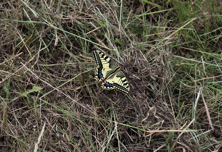 Papilio machaon - fecskefarkú lepke