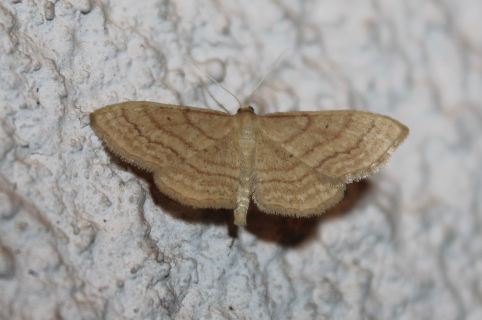 Idaea rufaria - vörhenyes sávosaraszoló