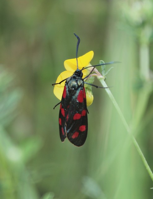 Zygaena filipendulae - acélszínű csüngőlepke