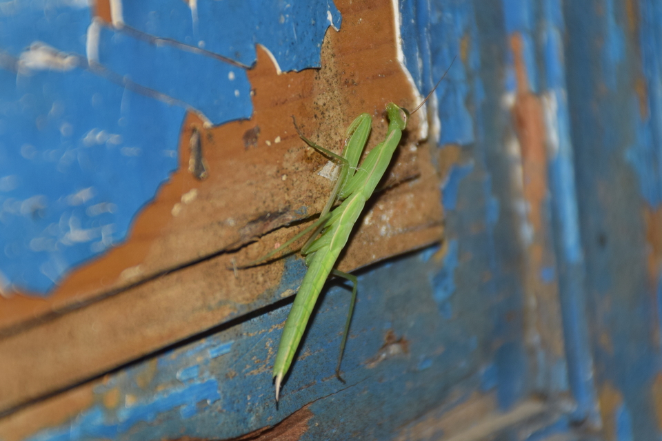 Mantis religiosa - imádkozósáska
