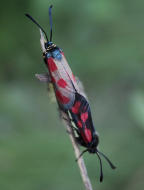 Zygaena loti - közönséges csüngőlepke