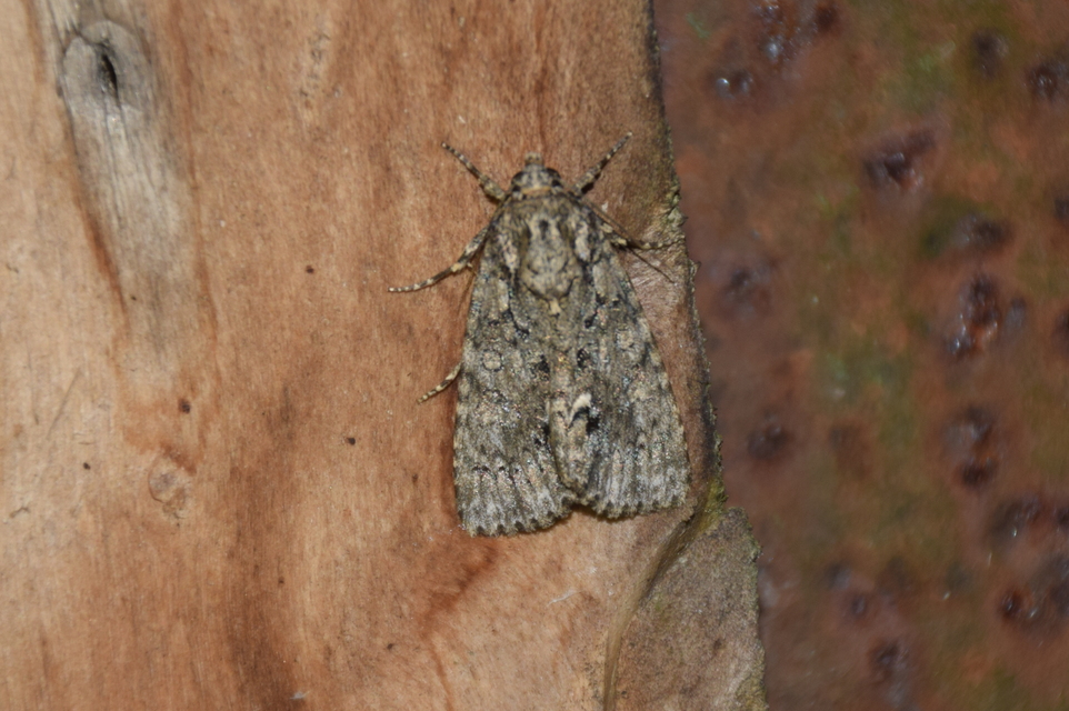 Acronicta rumicis - sóska-szigonyosbagoly