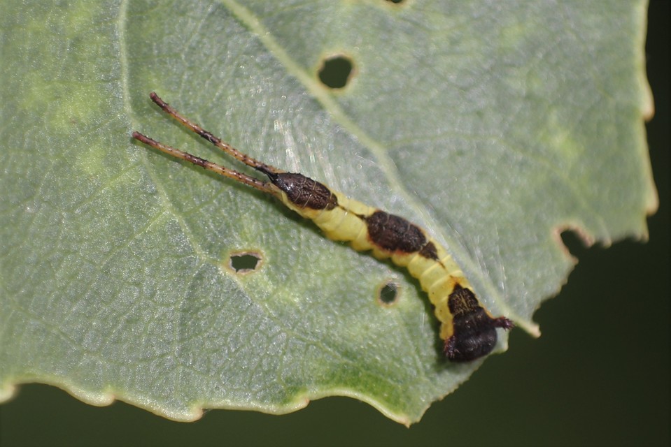Furcula bifida - kis púposszövő