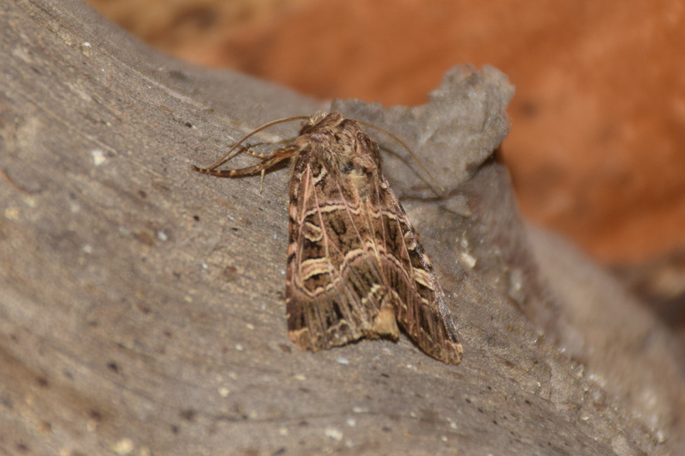 Heliophobus reticulata - fehéreres kertibagoly