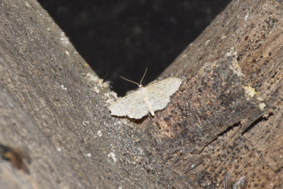 Idaea seriata - szürke apróaraszoló