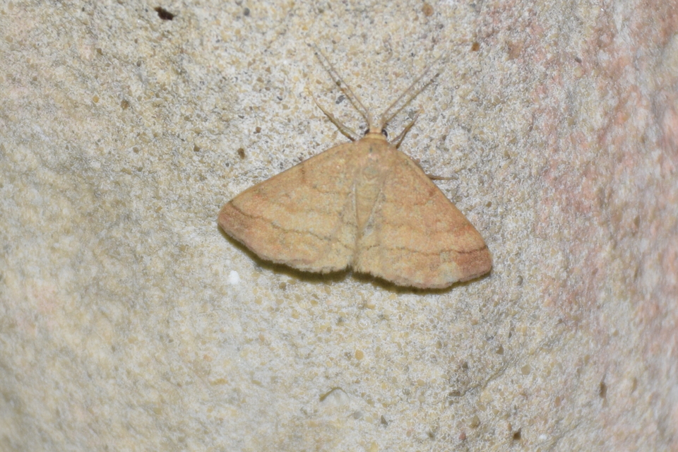 Scopula rubiginata - réti pirosaraszoló