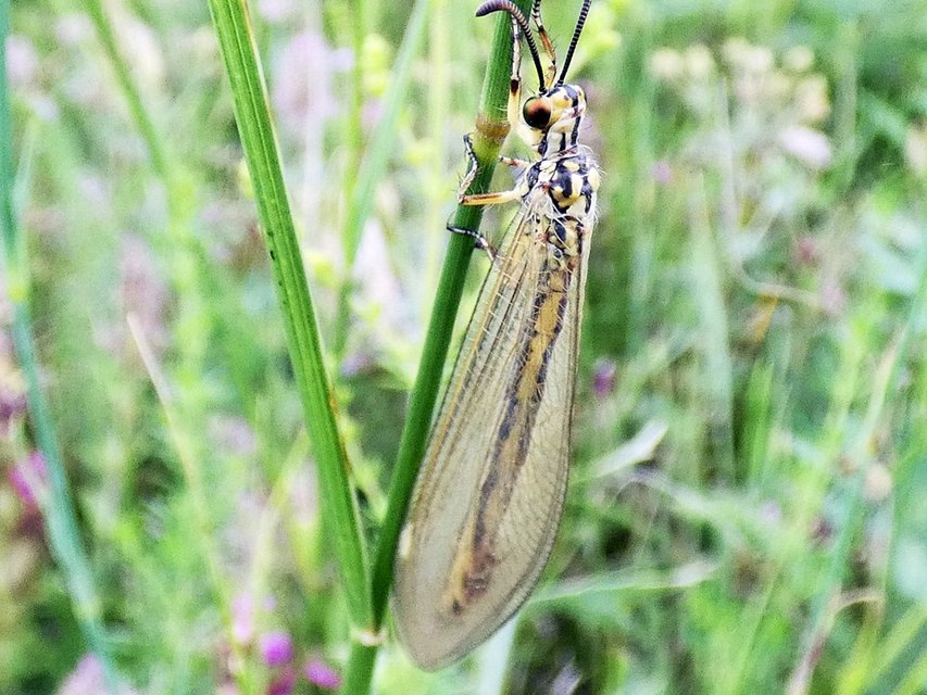 Myrmecaelurus trigrammus - hangyafarkas