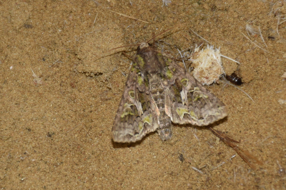 Trachea atriplicis - nyári zöldbagoly
