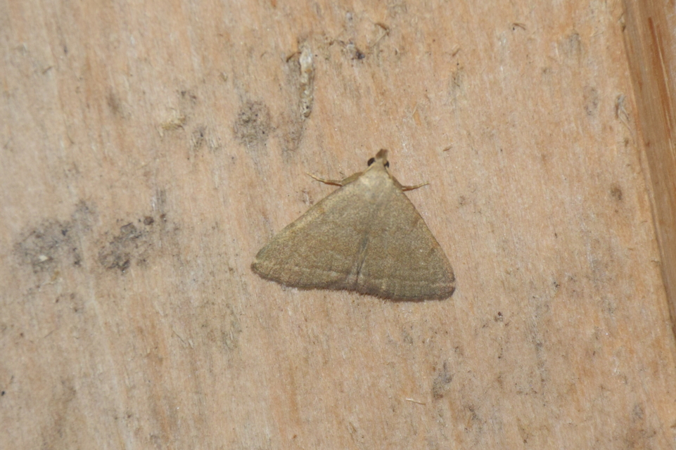 Herminia tarsicrinalis - szőröslábú karcsúbagoly