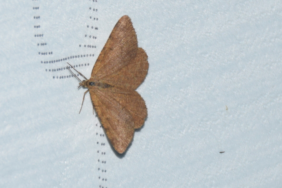 Macaria brunneata - okkermintás hegyiaraszoló