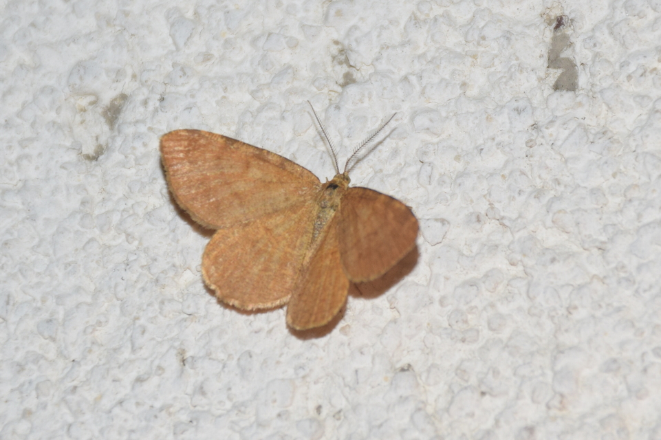 Macaria brunneata - okkermintás hegyiaraszoló