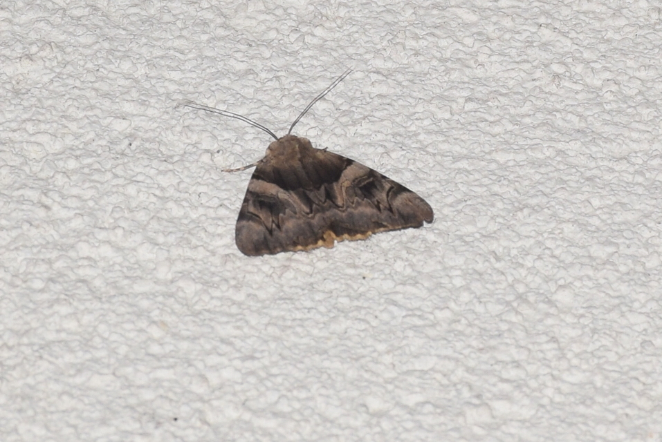 Catocala fulminea - galagonya-övesbagoly