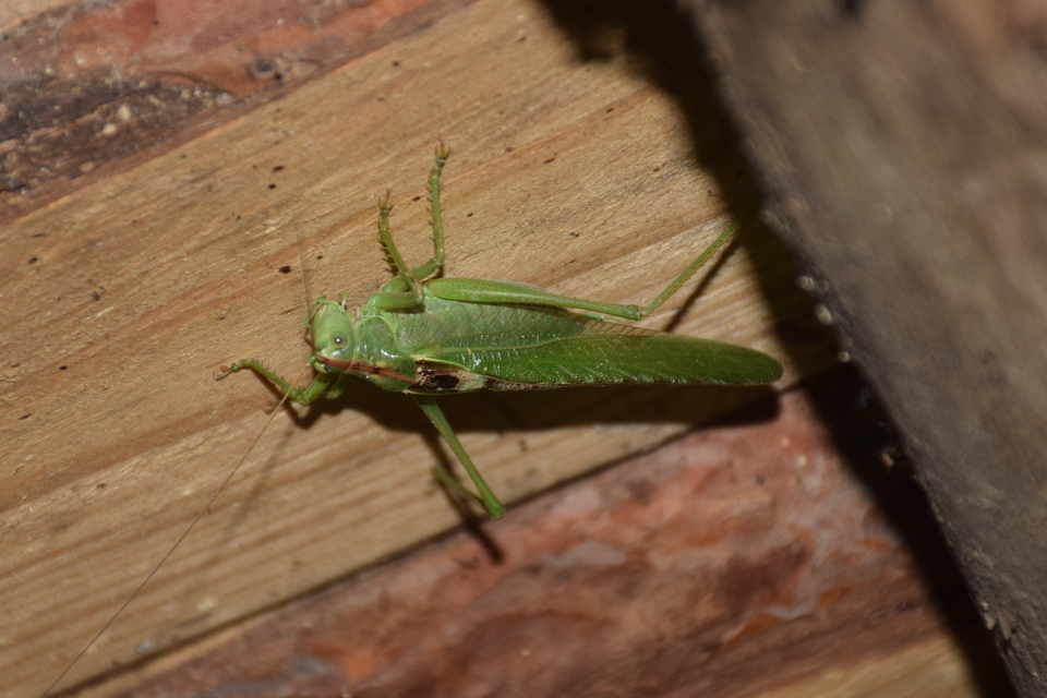 Tettigonia viridissima - zöld lombszöcske