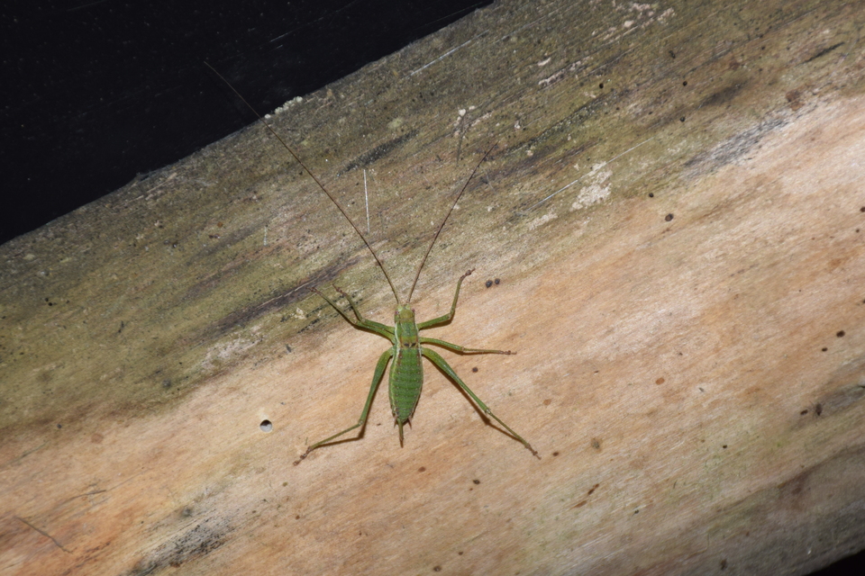 Leptophyes albovittata - közönséges virágszöcske