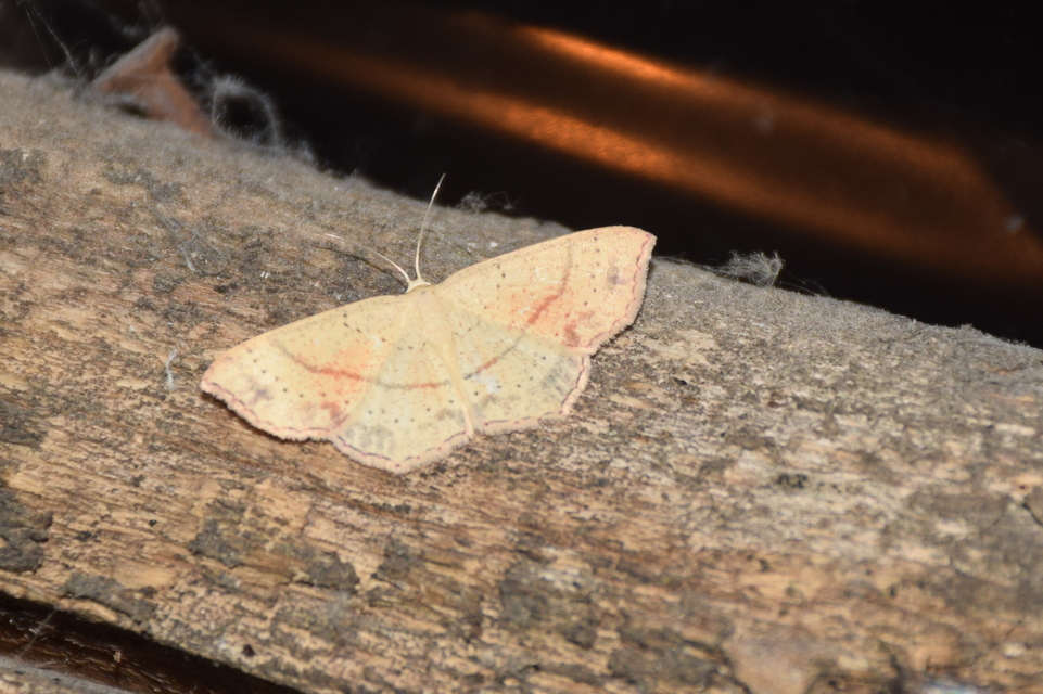 Cyclophora punctaria - sávos pettyesaraszoló