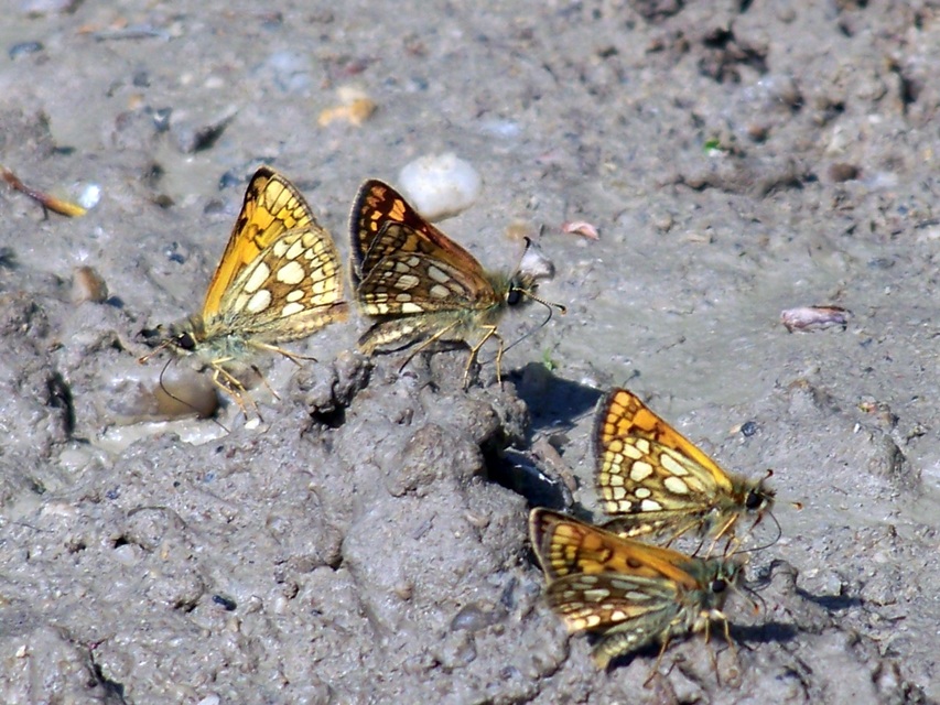 Carterocephalus palaemon - kockás busalepke