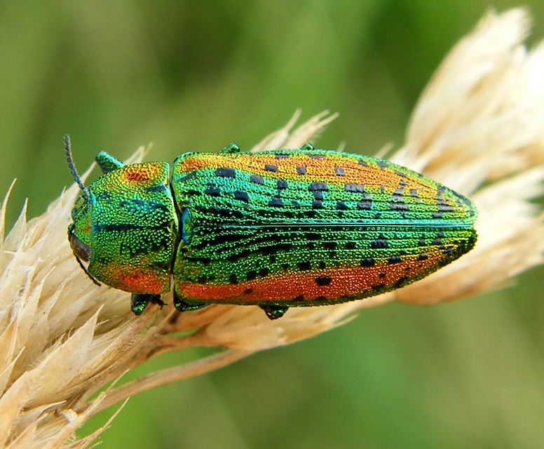 Lamprodila decipiens - nyírfa-tarkadíszbogár Lamprodila decipiens - nyírfa-tarkadíszbogár