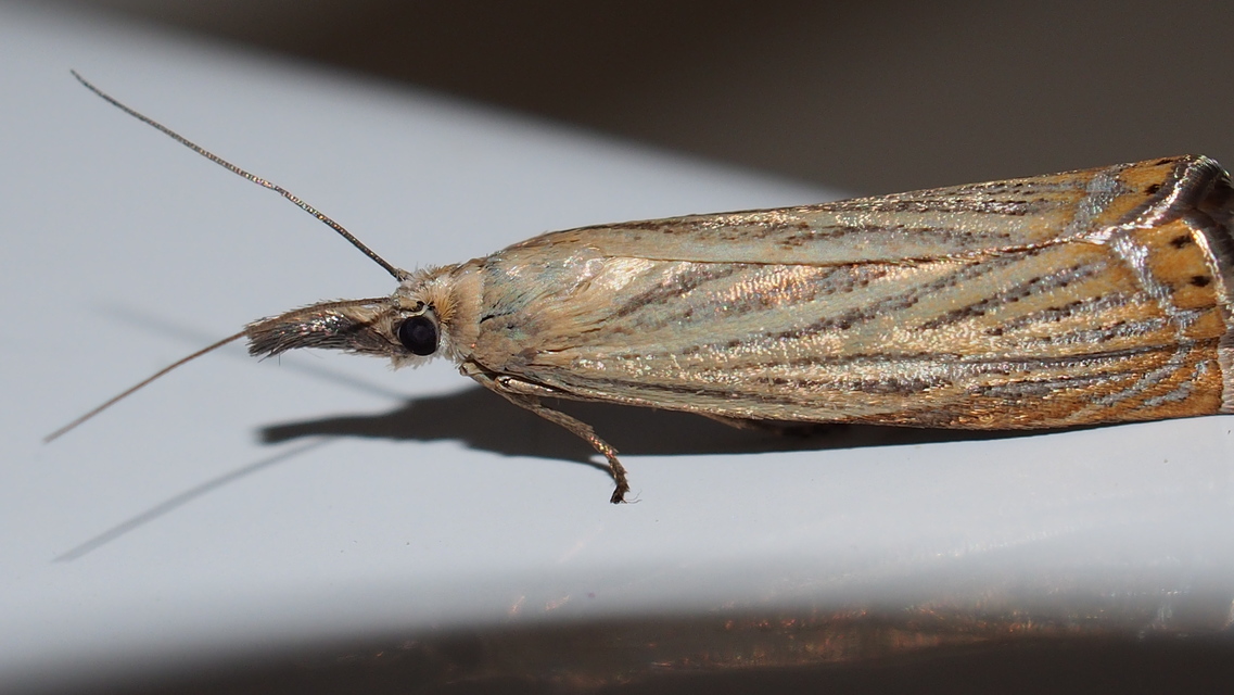 Chrysoteuchia culmella - kerti fűgyökérmoly