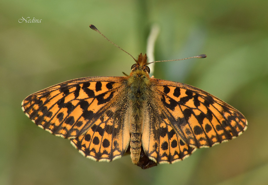 Boloria dia - kis gyöngyházlepke