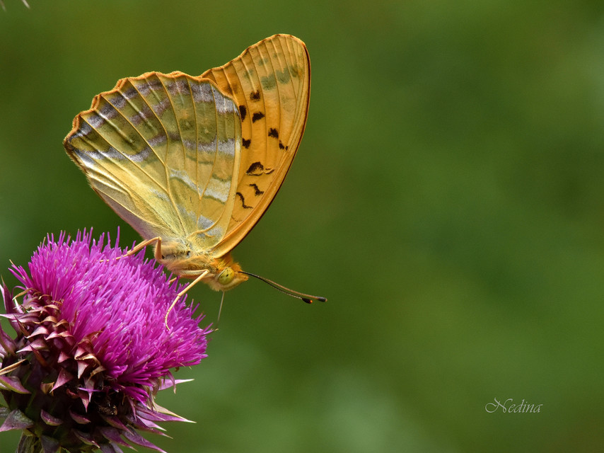Argynnis paphia - nagy gyöngyházlepke