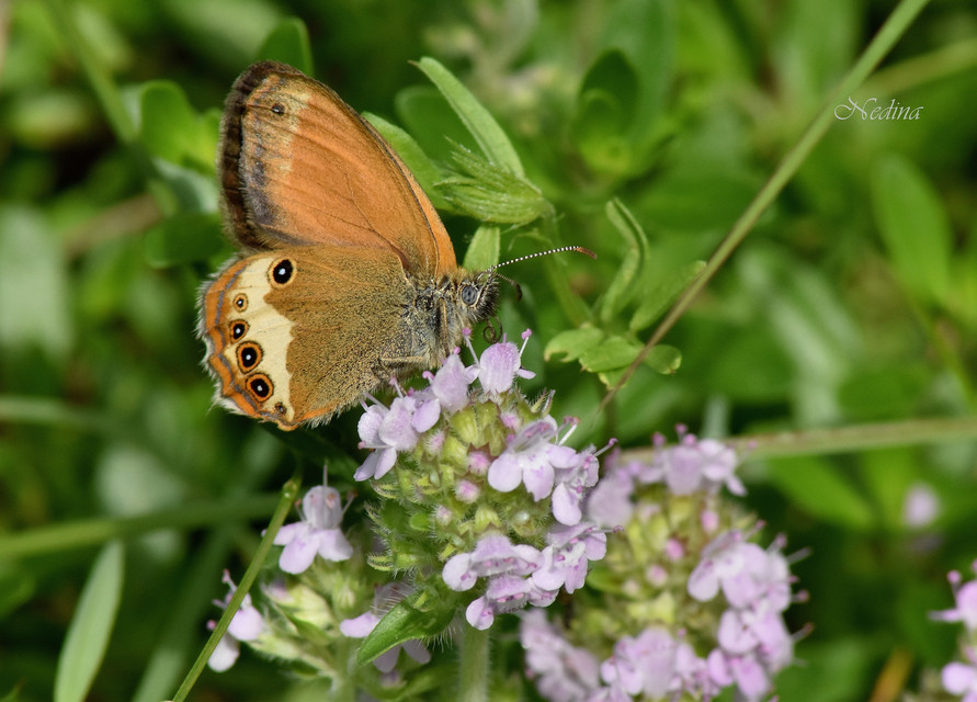 Coenonympha arcania - fehéröves szénalepke