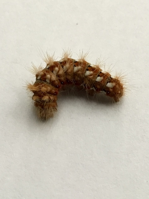 Acronicta rumicis - sóska-szigonyosbagoly