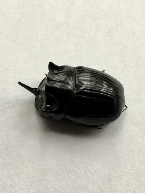 Copris lunaris - közönséges holdszarvú-ganéjtúró