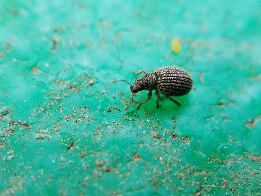 Brachysomus fremuthi - pannon gyepormányos Brachysomus fremuthi - pannon gyepormányos