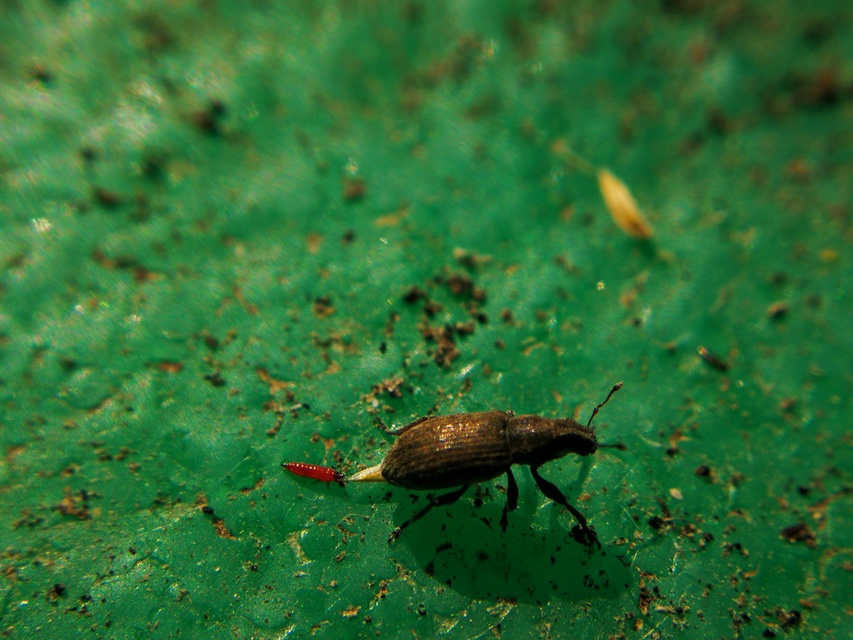 Sitona humeralis - lucerna-csipkézőbogár