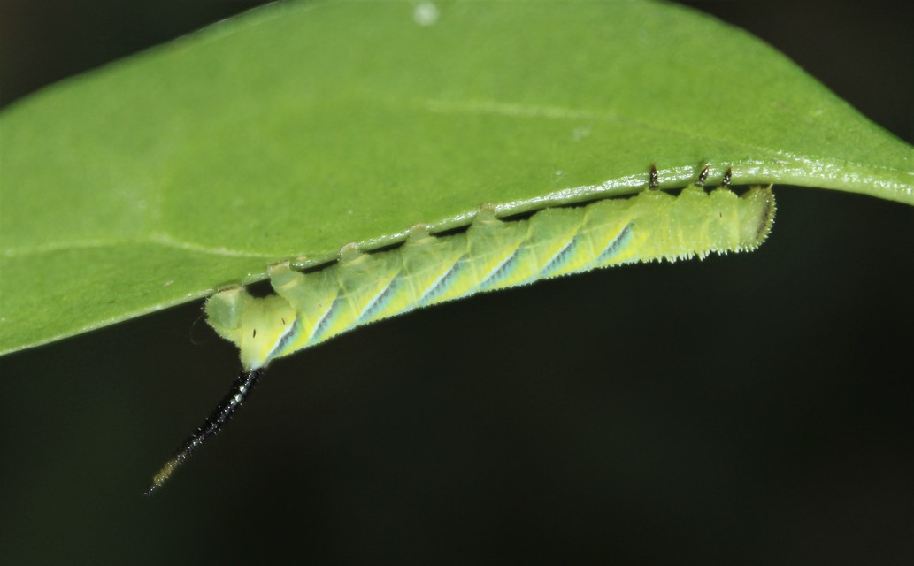Acherontia atropos - halálfejes lepke
