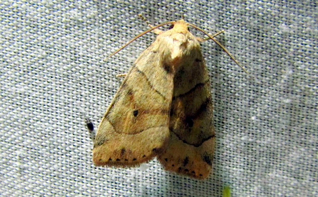 Cosmia trapezina - közönséges lombbagoly