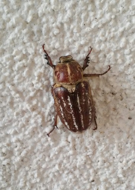 Anoxia orientalis - keleti cserebogár