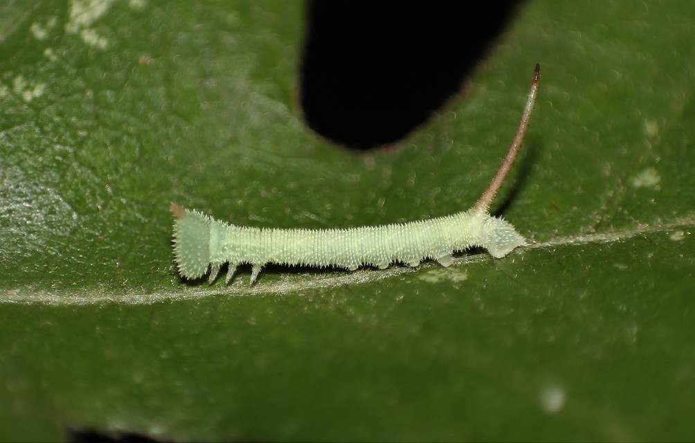 Marumba quercus - tölgyfaszender