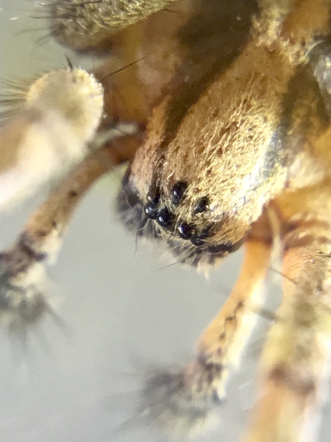 Agelena labyrinthica - illó tölcsérpók