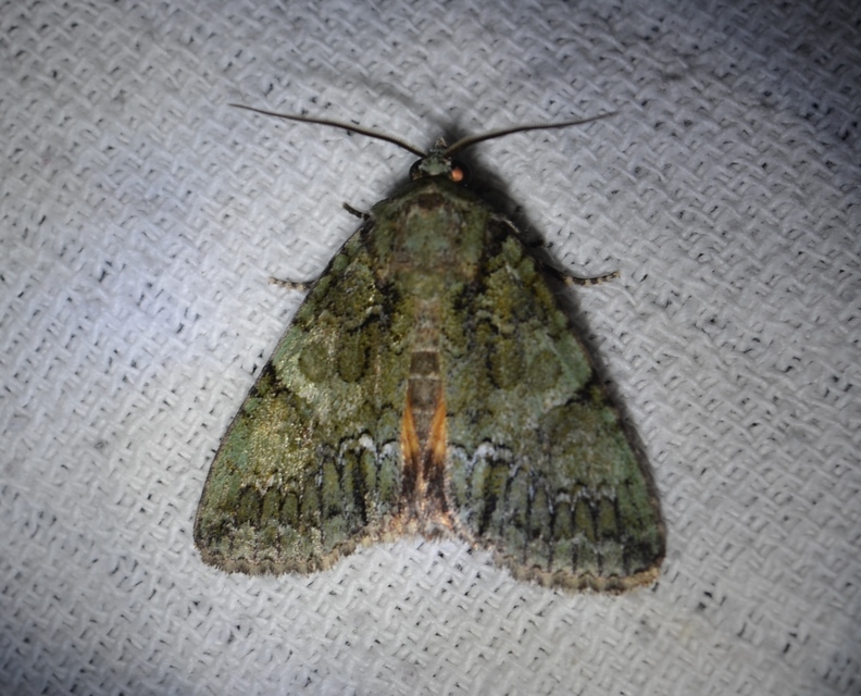 Polyphaenis sericata - selyemfényű erdeibagoly