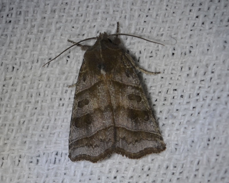 Ipimorpha retusa - sarlós fűzbagoly