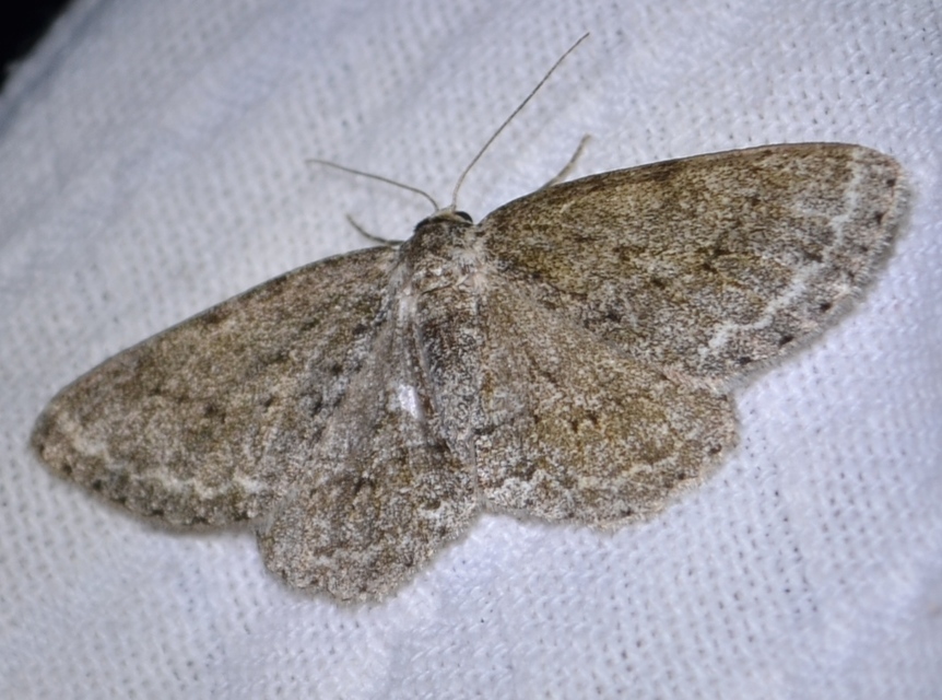 Ectropis crepuscularia - avararaszoló