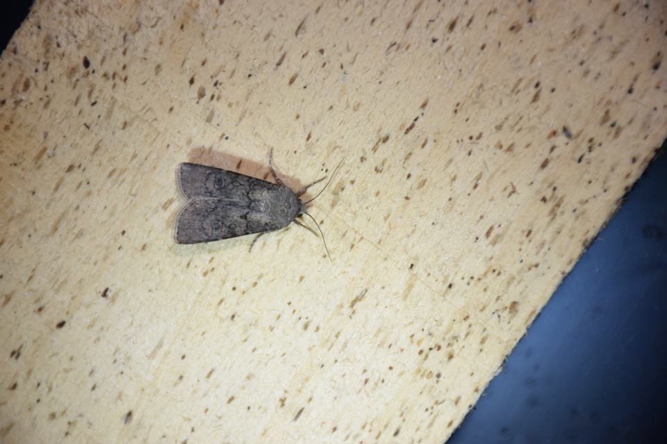 Agrotis segetum - vetési földibagoly