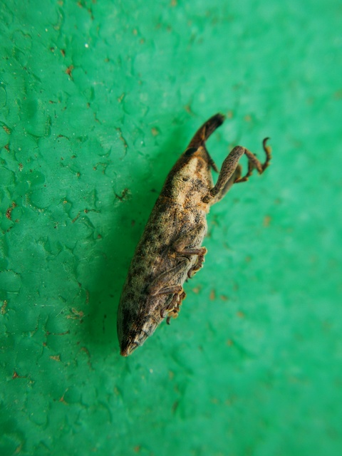 Lixus subtilis - disznóparéj-dudvabarkó