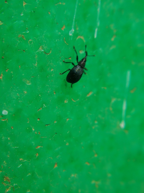 Brentidae - pálcaormányosfélék